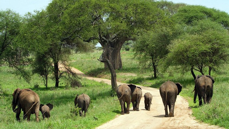 Tarangire-National-Park-Day-Trip-Banner