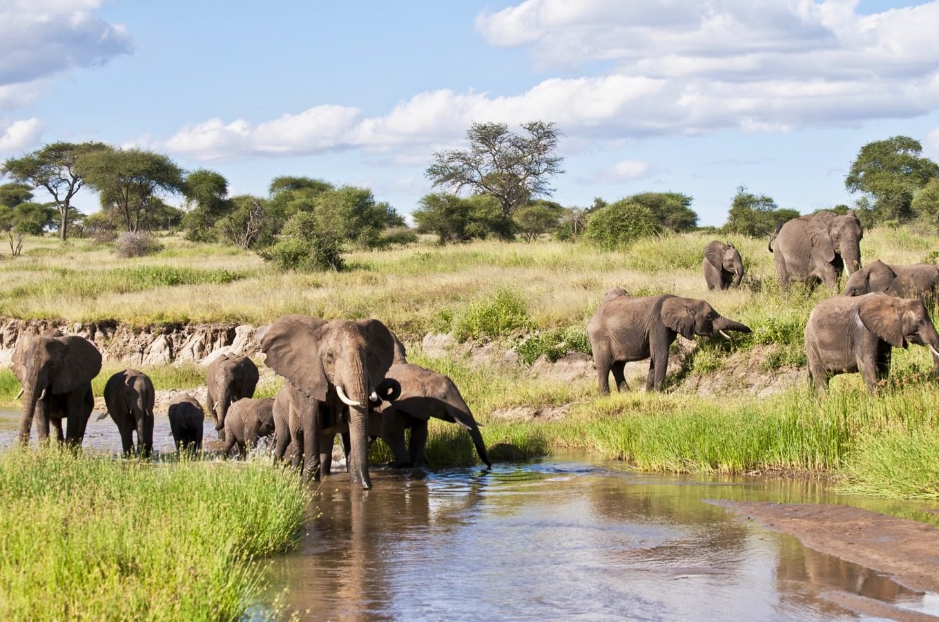 Tarangire national park