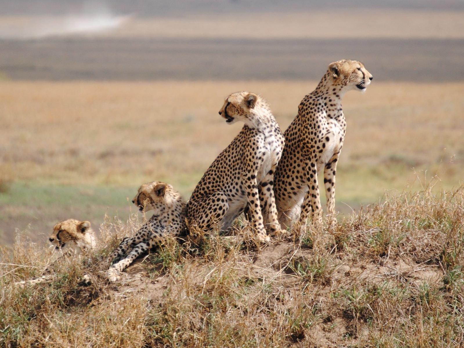 The Serengeti national park img