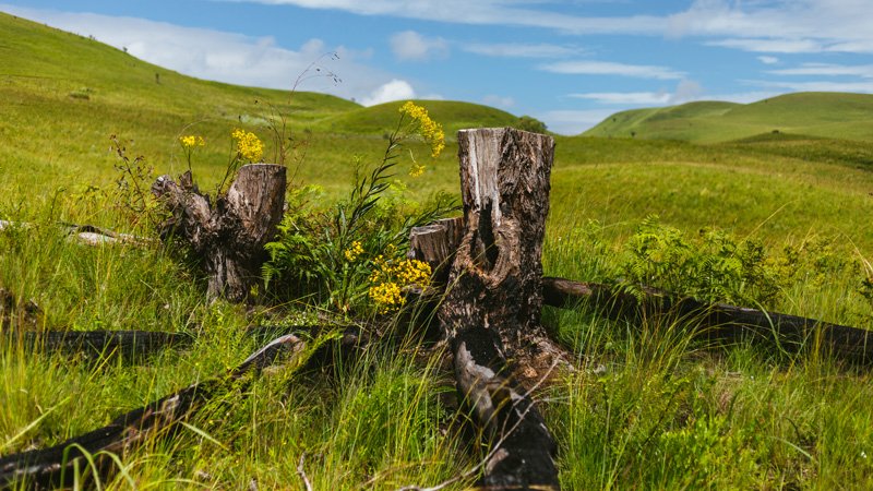 Kitulo-National-Park-Banner