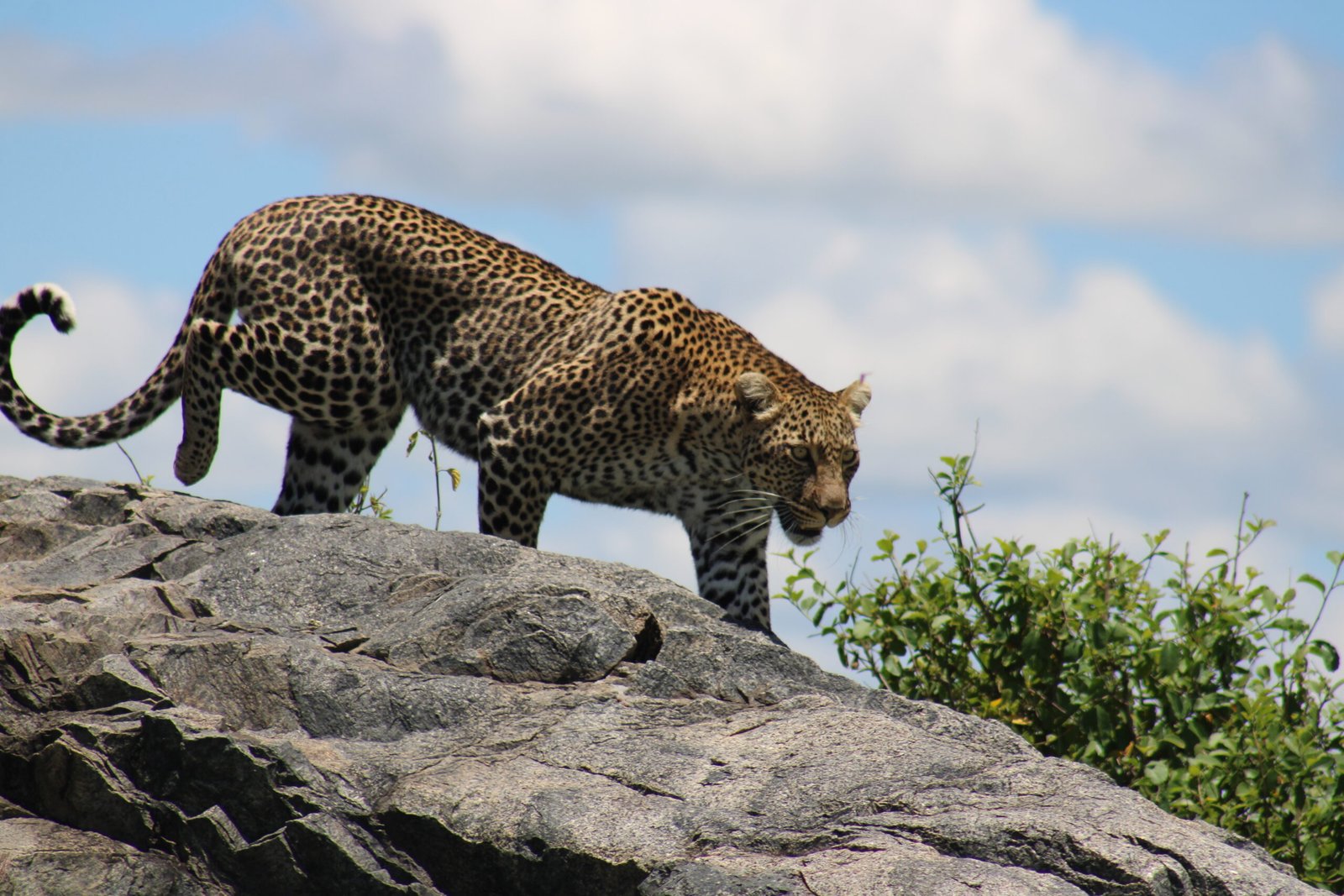 Serengeti Safari by Tanzania Offroad Trips